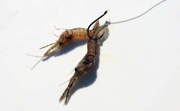 【東海2021】海上釣り堀初級解説　陥りやすい罠5パターンと対処法