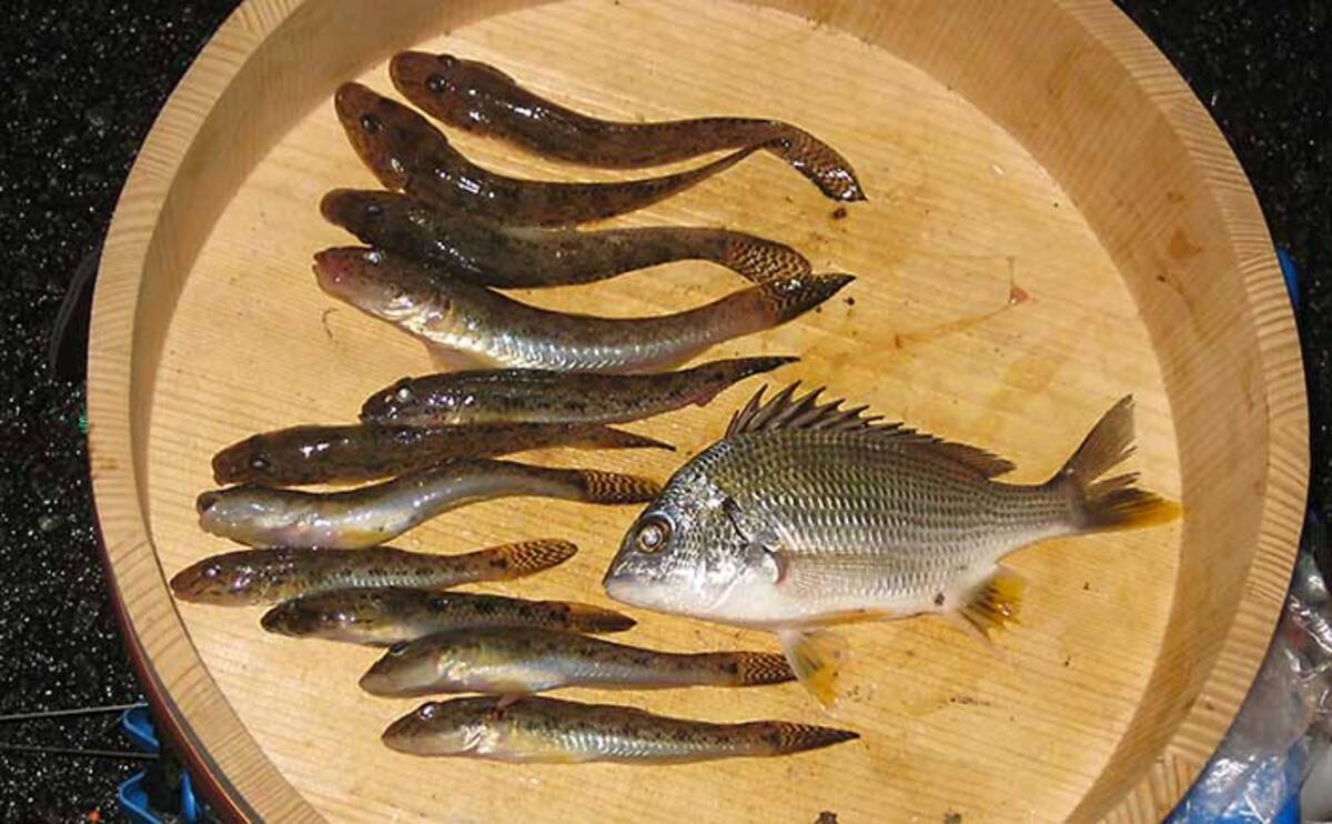 夜の陸っぱりハゼ釣りが意外な高活性 本命11匹手中 和歌山 紀ノ川 21年1月11日 エキサイトニュース