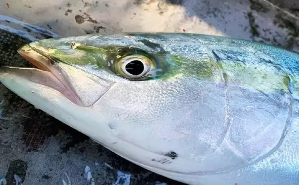 オフショアジギングで良型青物好調　今後はヒラマサに期待【征海丸】