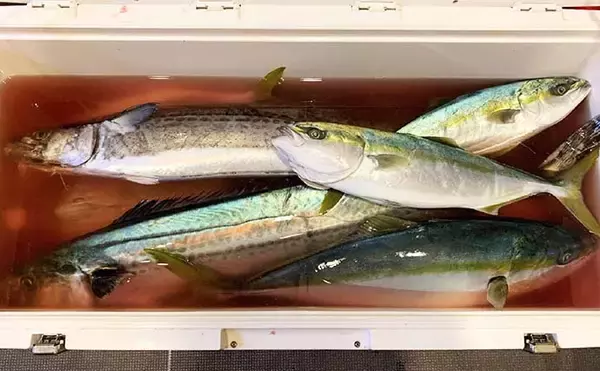 「オフショアジギングで良型青物好調　今後はヒラマサに期待【征海丸】」の画像