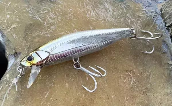 「オフショアジギングで良型青物好調　今後はヒラマサに期待【征海丸】」の画像