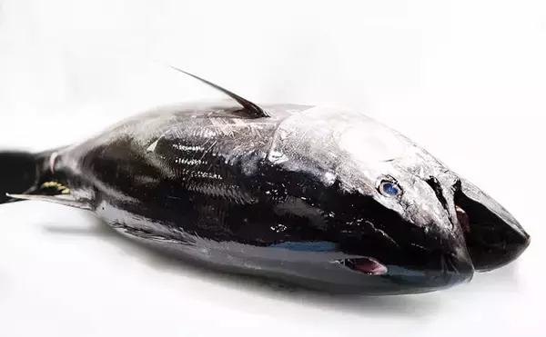 「初競りでお馴染み『大間のマグロ』は認定制　毎年最高額の理由とは？」の画像