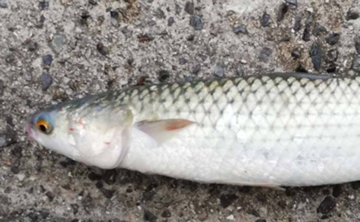 臭い魚の代名詞 ボラ がイメージ回復中 高い適応能力で養殖事業化も 21年1月23日 エキサイトニュース