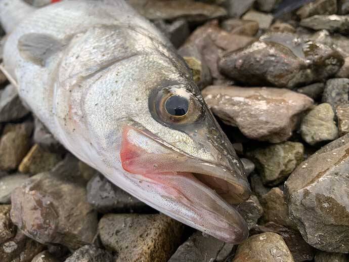 「境水道」シーバスゲームが絶好調　メタルジグで20尾キャッチ【島根】