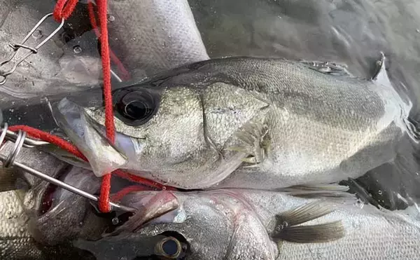 「境水道」シーバスゲームが絶好調　メタルジグで20尾キャッチ【島根】