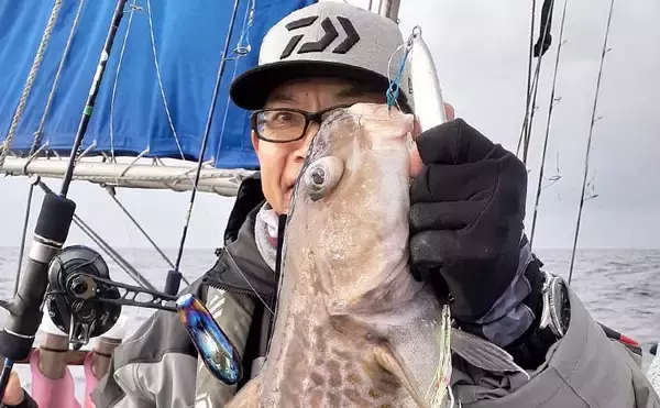 「スロージギングで「マダラ」狙い　腹パンの白子に舌鼓【京都・宮津沖】」の画像