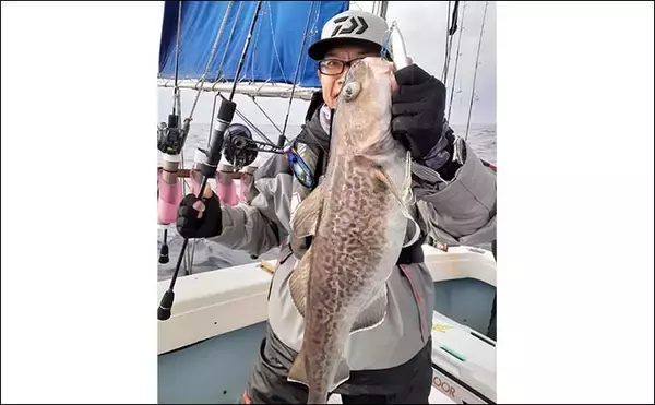 「スロージギングで「マダラ」狙い　腹パンの白子に舌鼓【京都・宮津沖】」の画像