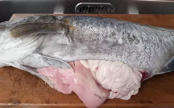 「スロージギングで「マダラ」狙い　腹パンの白子に舌鼓【京都・宮津沖】」の画像