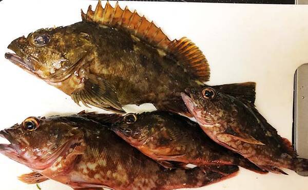 カサゴゲームの有名ゲストたち 見分け方と食味はいかに 21年1月21日 エキサイトニュース カサゴゲームの有名ゲストたち 見分け方と食味はいかに 21年1月21日 エキサイトニュース