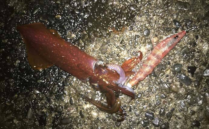 ナイトエギングでヤリイカ接岸確認　アオリ＆ケンサキも【八幡野港】