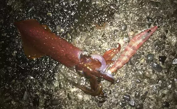 「ナイトエギングでヤリイカ接岸確認　アオリ＆ケンサキも【八幡野港】」の画像