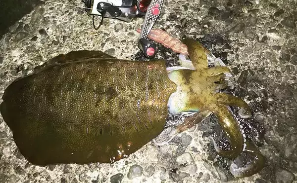 ナイトエギングでヤリイカ接岸確認　アオリ＆ケンサキも【八幡野港】