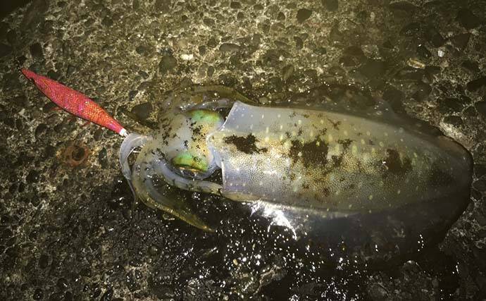 ナイトエギングでヤリイカ接岸確認　アオリ＆ケンサキも【八幡野港】