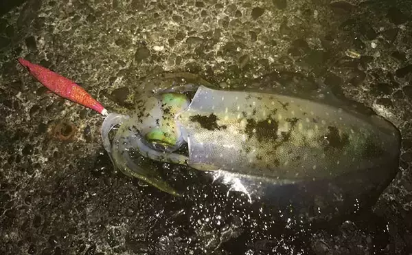 「ナイトエギングでヤリイカ接岸確認　アオリ＆ケンサキも【八幡野港】」の画像