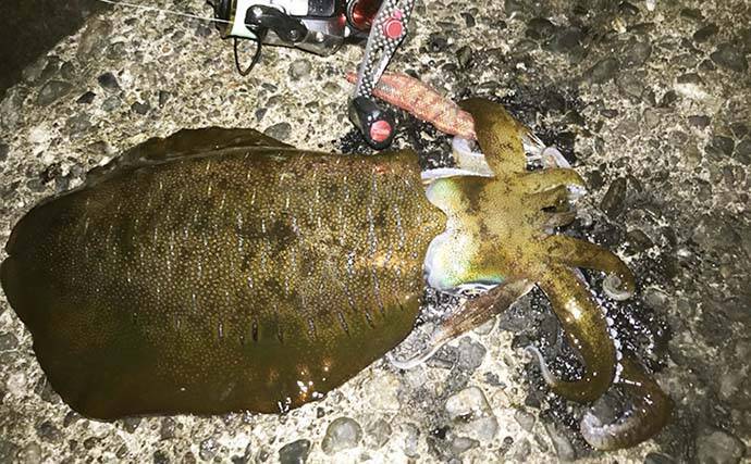 ナイトエギングでヤリイカ接岸確認　アオリ＆ケンサキも【八幡野港】