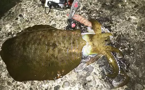 「ナイトエギングでヤリイカ接岸確認　アオリ＆ケンサキも【八幡野港】」の画像