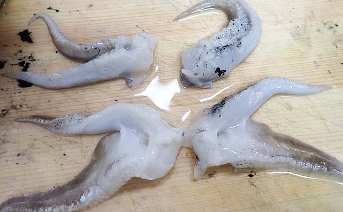 【釣果レシピ】コウイカの「イカスミパスタ」　持ち帰り方にはご注意を