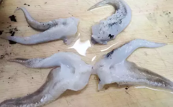 「【釣果レシピ】コウイカの「イカスミパスタ」　持ち帰り方にはご注意を」の画像