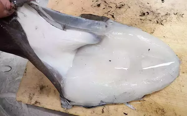 「【釣果レシピ】コウイカの「イカスミパスタ」　持ち帰り方にはご注意を」の画像