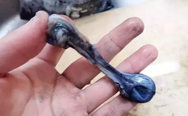 「【釣果レシピ】コウイカの「イカスミパスタ」　持ち帰り方にはご注意を」の画像