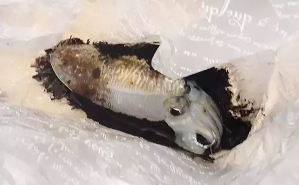 「【釣果レシピ】コウイカの「イカスミパスタ」　持ち帰り方にはご注意を」の画像