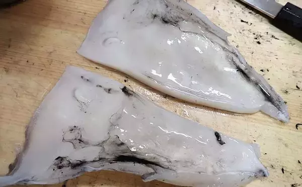 「【釣果レシピ】コウイカの「イカスミパスタ」　持ち帰り方にはご注意を」の画像