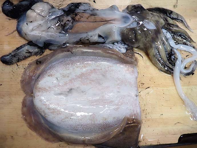 【釣果レシピ】コウイカの「イカスミパスタ」　持ち帰り方にはご注意を