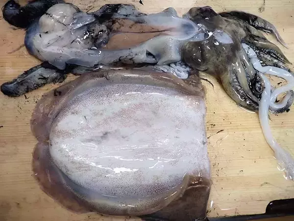 「【釣果レシピ】コウイカの「イカスミパスタ」　持ち帰り方にはご注意を」の画像