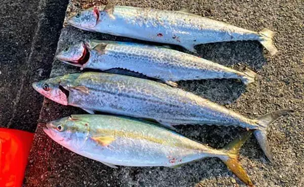 「プロが教える「旬魚」の見分け方：サワラ　ヌメリ有無と水揚げ港に注目」の画像