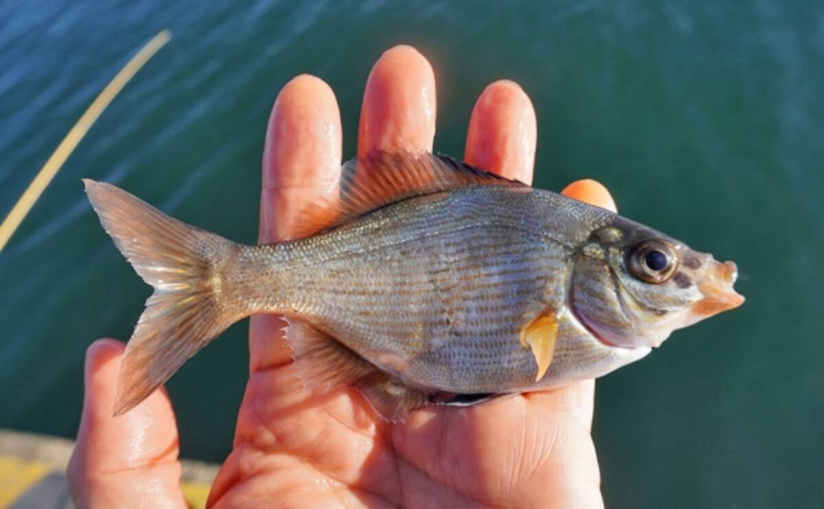 ゲスト魚の定番 ウミタナゴ は塩焼き調理がオススメ 赤色個体が美味 21年2月7日 エキサイトニュース