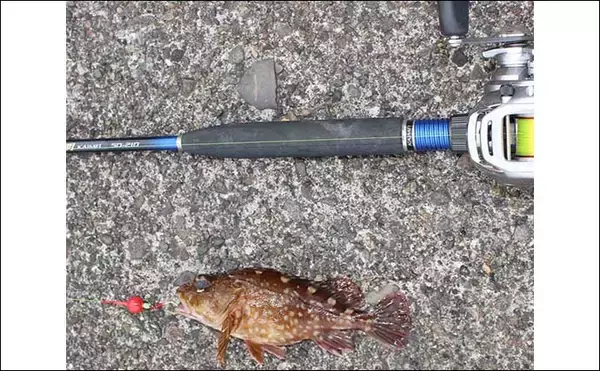 「『穴釣り』でカサゴ6尾　ブラクリ仕掛けで初心者でも簡単【大分・若草港】」の画像