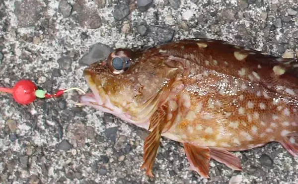 『穴釣り』でカサゴ6尾　ブラクリ仕掛けで初心者でも簡単【大分・若草港】