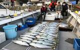 「【福岡】落とし込み最新釣果　10kg級ヒラマサ＆ブリなど大型青物続々」の画像2