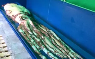 ダイオウイカは 海の悪魔 だった 2014年2月22日 エキサイトニュース