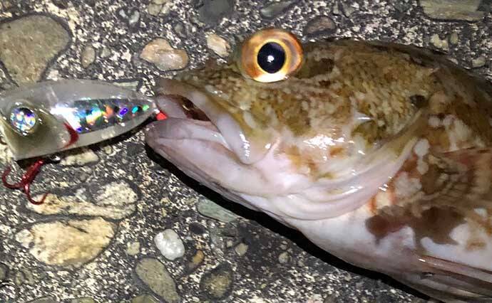 メバリング ステップアップ解説 ポッパー クランクベイトの使い方 21年2月10日 エキサイトニュース