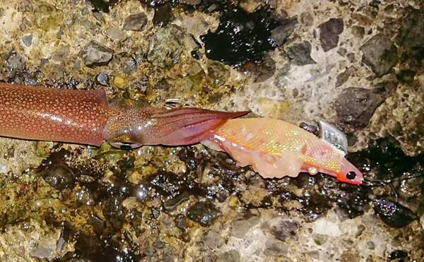 陸っぱりでヤリイカ26杯の好釣果 ウキなしスッテで1人勝ち 小田原 21年2月7日 エキサイトニュース