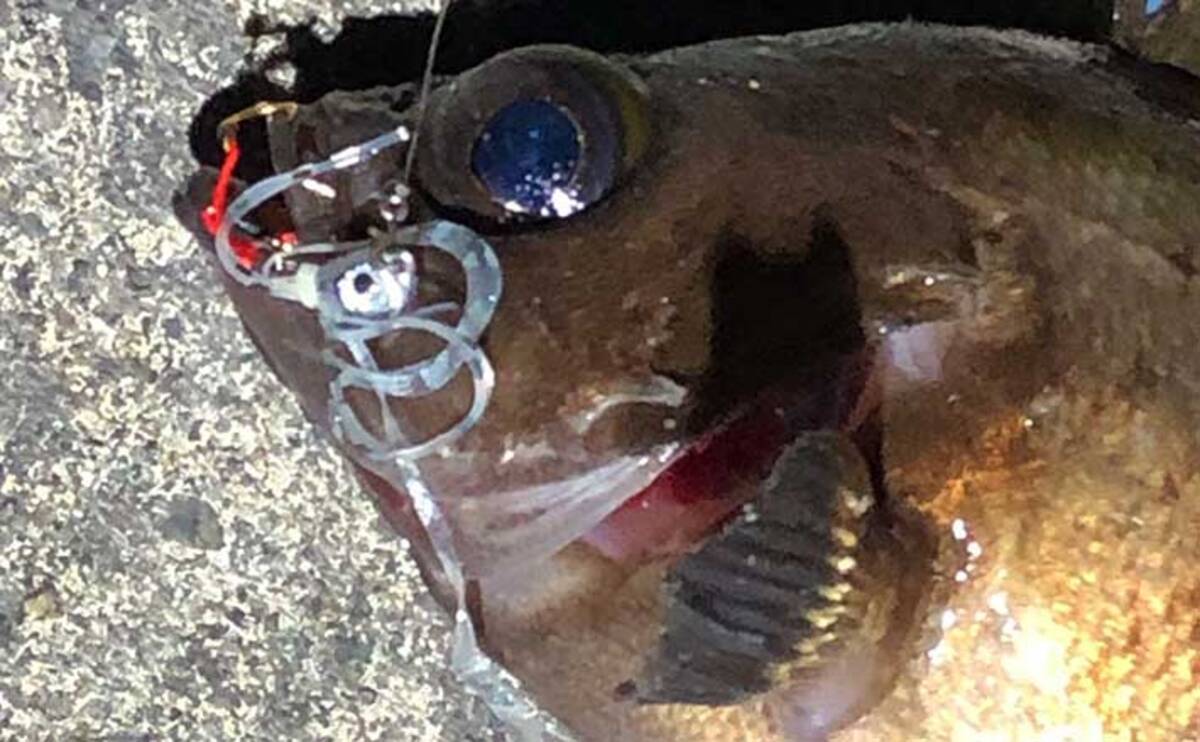 メバリング ステップアップ解説 マイクロタイラバ は効果あり 21年2月9日 エキサイトニュース