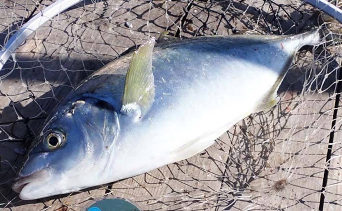 海上釣堀へ親子釣行 ガラスの唇 シマアジ を攻略 静岡 まるや 21年2月9日 エキサイトニュース