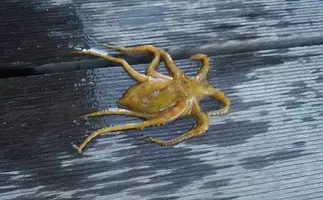 国際的な嫌われ者 黄砂 が海のサカナを育てる不思議 温暖化対策にも 年4月17日 エキサイトニュース