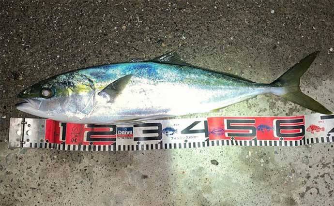 海釣り公園でワラサ3匹　当たりルアーカラー＆アクションは？【浜名湖】