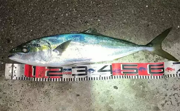 「海釣り公園でワラサ3匹　当たりルアーカラー＆アクションは？【浜名湖】」の画像