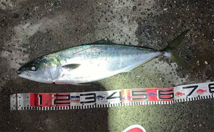 海釣り公園でワラサ3匹　当たりルアーカラー＆アクションは？【浜名湖】