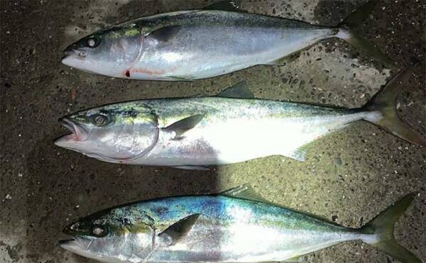 海釣り公園でワラサ3匹 当たりルアーカラー アクションは 浜名湖 21年2月16日 エキサイトニュース