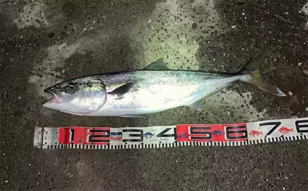 「海釣り公園でワラサ3匹　当たりルアーカラー＆アクションは？【浜名湖】」の画像