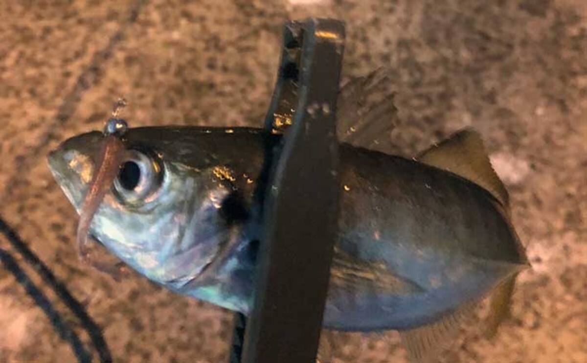 アジング ステップアップ解説 5ft台 ショートロッド のススメ 21年2月18日 エキサイトニュース