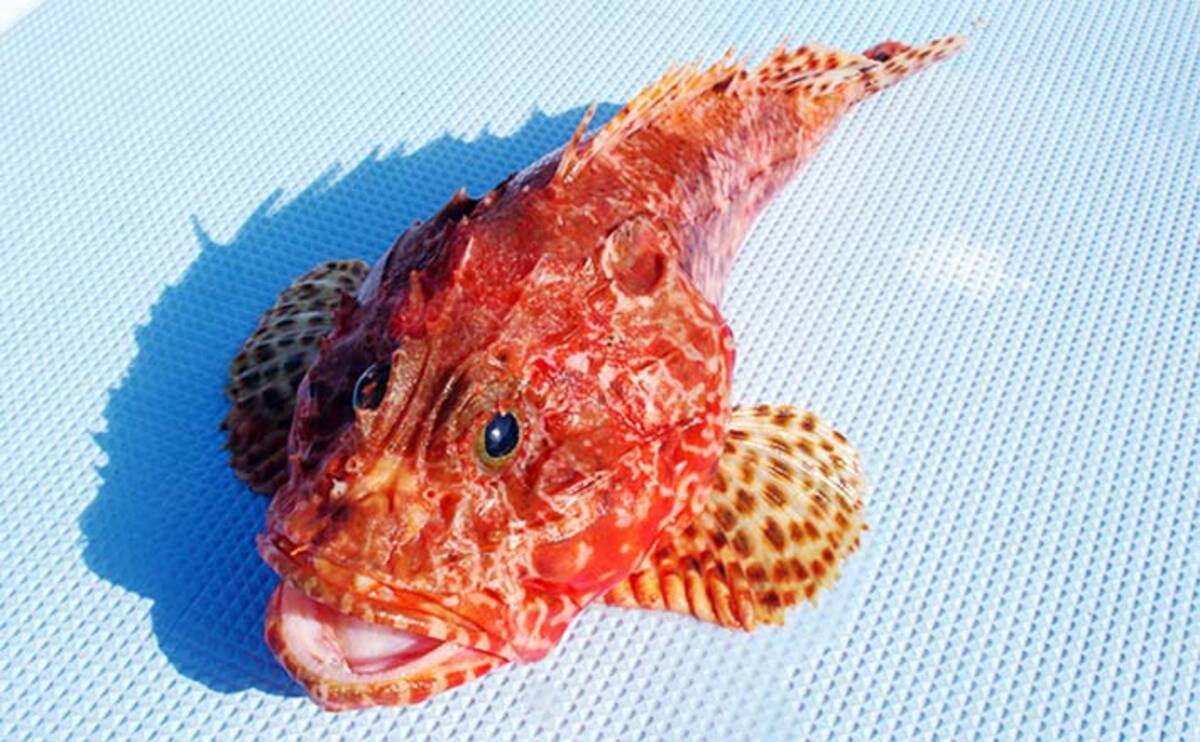 関東21 オニカサゴ釣りのキホン タックル 釣り方 毒棘の処理 21年2月11日 エキサイトニュース 4 5