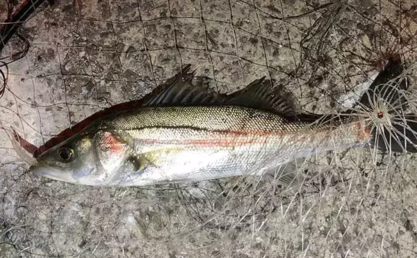 「『カサゴゲーム』ステップアップ解説：「壁打ち」の釣り方と注意点」の画像