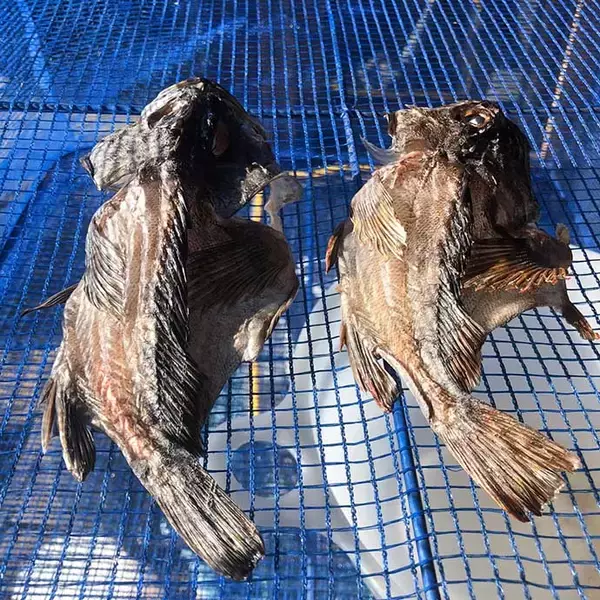 「【釣果レシピ】カサゴの干物で作る「骨酒」　濃厚ながら後味スッキリ」の画像