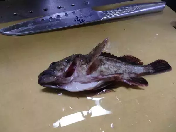 「【釣果レシピ】カサゴの干物で作る「骨酒」　濃厚ながら後味スッキリ」の画像