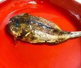 「【釣果レシピ】カサゴの干物で作る「骨酒」　濃厚ながら後味スッキリ」の画像8